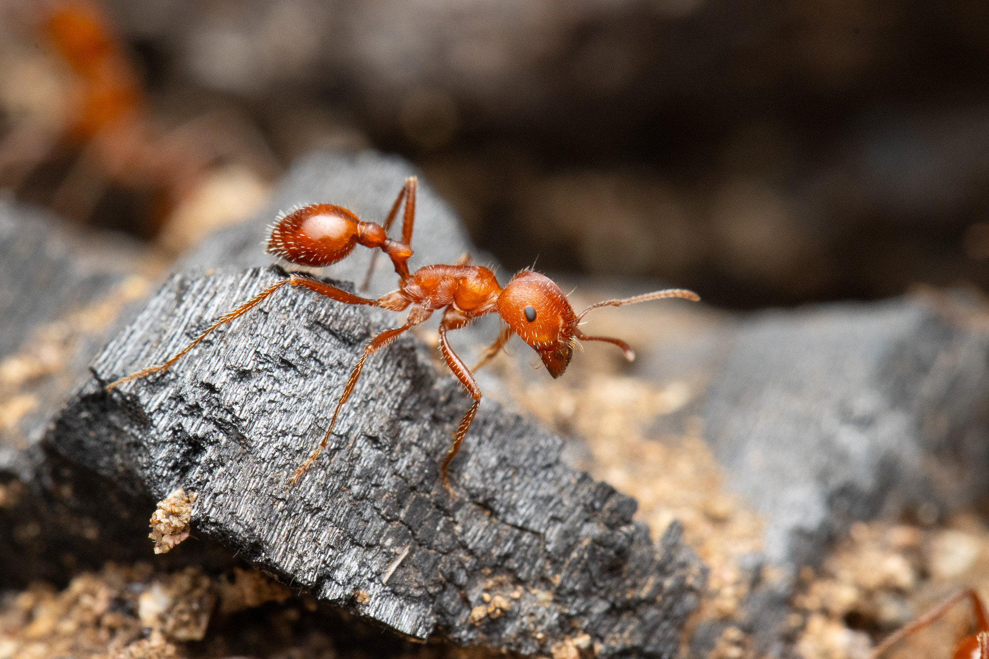 Sonoran Species Compendium